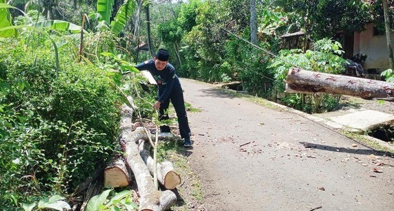 Pohon_Tumbang_(1).jpg