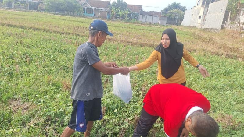 Wujudkan Ekoteologi, Penyuluh KUA Sokaraja Dampingi Jamaah MT Al-Falah Panen Kacang Hijau